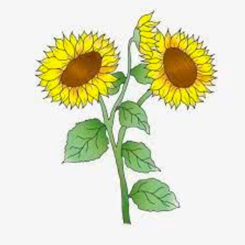 Sonnenblumenillustration