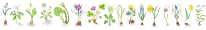 Eine Illustration von Frühlingsblumen in einer Reihe.