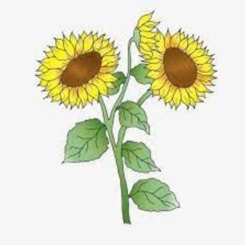 Sonnenblumenillustration