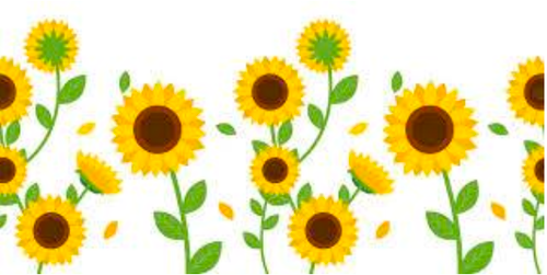 Sonnenblumen