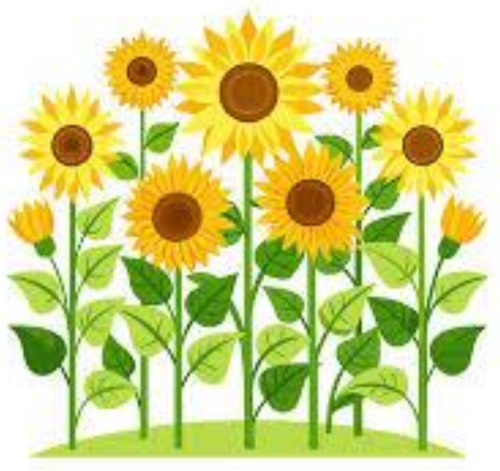 Sonnenblumen